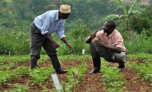 Agriculture prevails: About 70 per cent of the population pursue\r\nagricultural activities, thus contributing almost 25 per cent to\r\nUganda’s GDP. | picture: Neil Palmer, Centro Internacional de\r\nAgricultura Tropical (CIAT)/Flickr.com