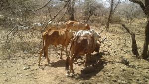 Poor livestock body condition at Kapunyany -Photo credit-Kennedy Omondi Okeyo